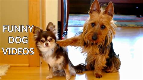 funny dog videos funny dog videos|funny dog videos compilation.